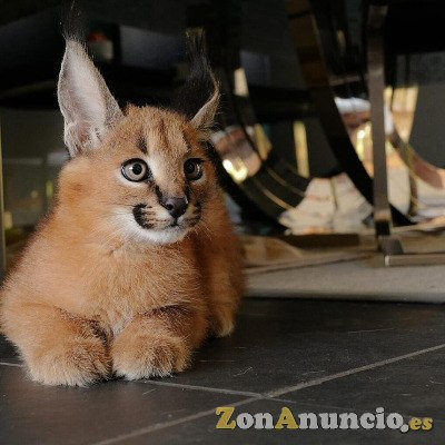 Tenemos Serval, Savannah F1 y gatitos caracal y ocelote